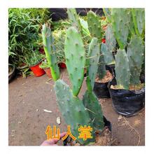 �S���������������޽�зצ�m��Ʒ�Gֲ�_�����������ƿƶ���ֲ��