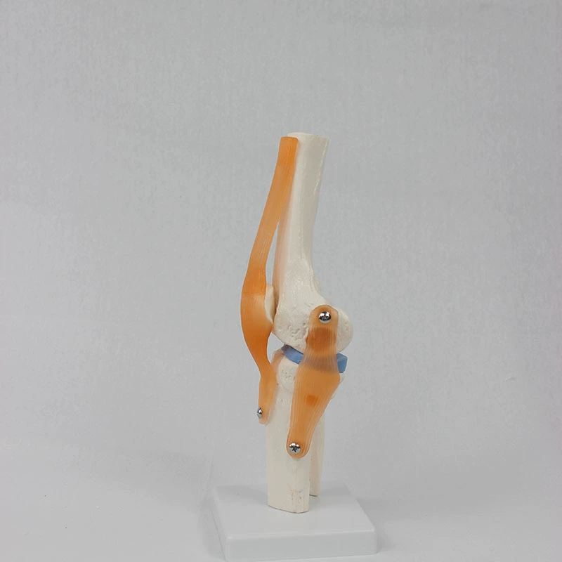 Functional Knee Joint Model, Flexible Cruciate Ligament & Meniscus, PVC Anatomical Model