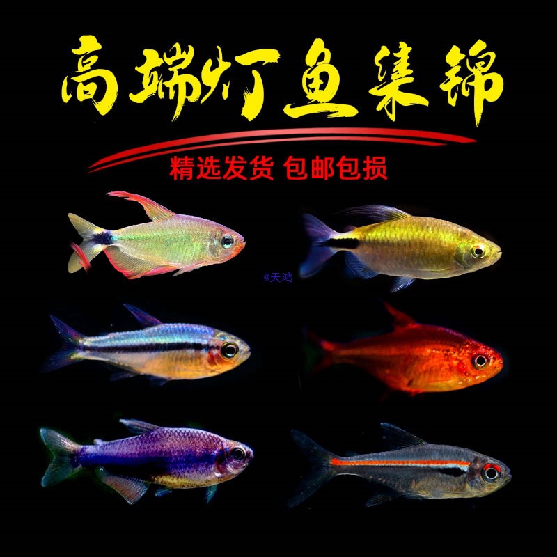 青灯鱼南美灯鱼热带观赏鱼可卡灯电光蝴蝶凯蒂蓝凯瑞群游