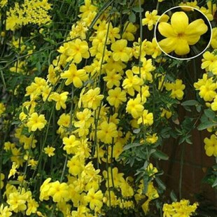 ӭ紹BNͥԺ̨GԵͺֲ