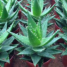 ��ҹ���J�C����ֲ�����ԃ����՚���B����k����������С���Ի���