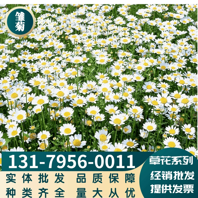 Травянистый цветок Ромашка семена смешанных цветов мини цветок морской сорт в комплекте крупный выгодно оплачивается при доставке