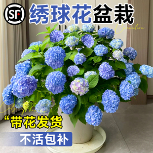 �������ļ��_���o�M���Ϙ����Ԏ���������ͥԺ�̨���ܾGֲ���B