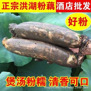 Hubei Special Lotus Root 5 Catties Fresh Fresh Diging 9 -отверстие порошок, розовые равиоли с грязным равиоли