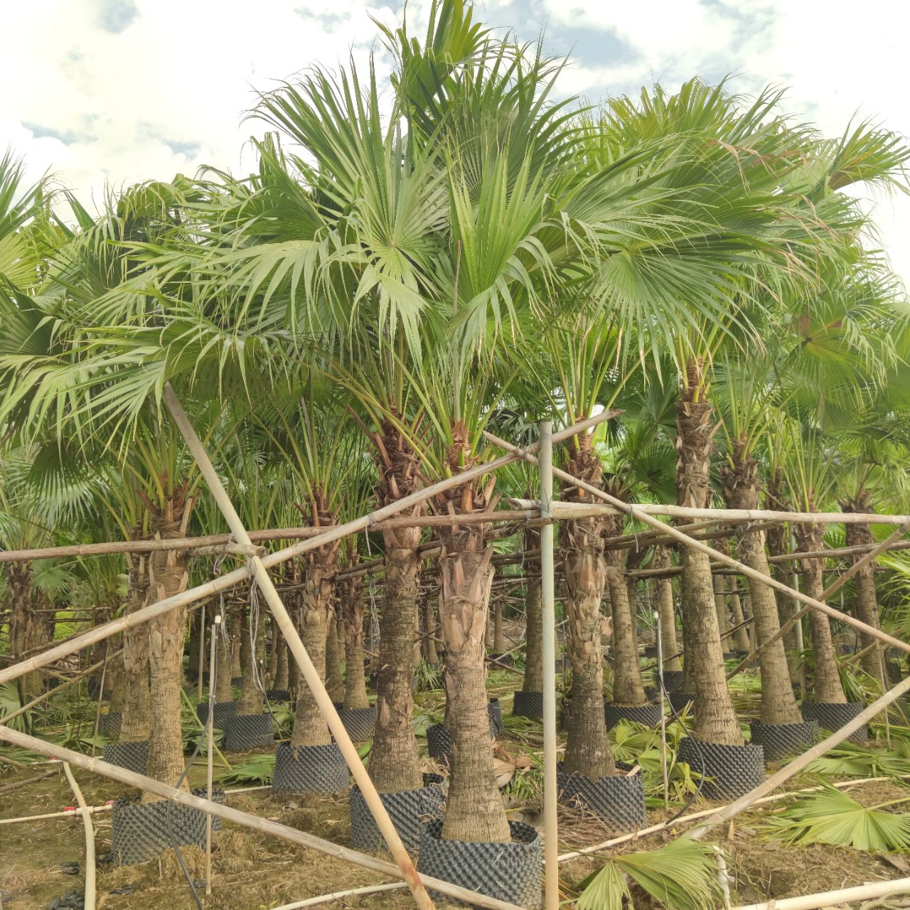 2311 Питомная база поставляет 3-4 метра