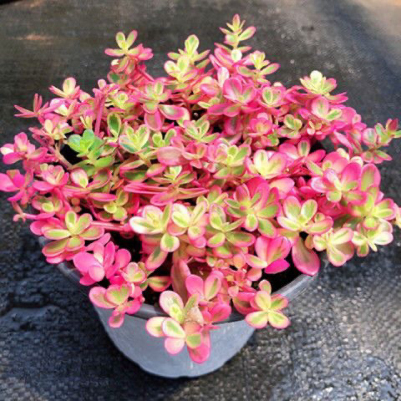 해바라기 브로케이드 12cm 대형 화분 원래 화분 흙 배송