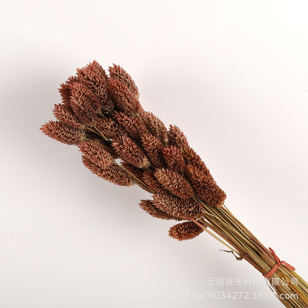 레트로 다크 브라운