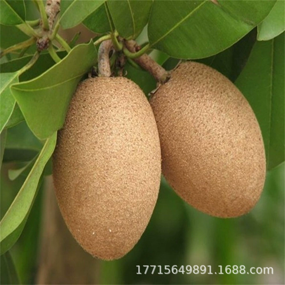 Саженцы саподиллы Четыре сезона Южный Вьетнам Саподилла Хайнань Привитые саженцы Женьшень Плодовые саженцы Плодоносные саженцы года