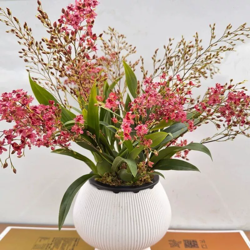 Зима с бутонами цветов, аромат красной мечты, комнатные цветы в горшках, особый аромат для спальни, дома и семейных торжеств.