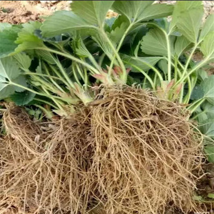 Кремовая клубника на четыре сезона для выращивания растений