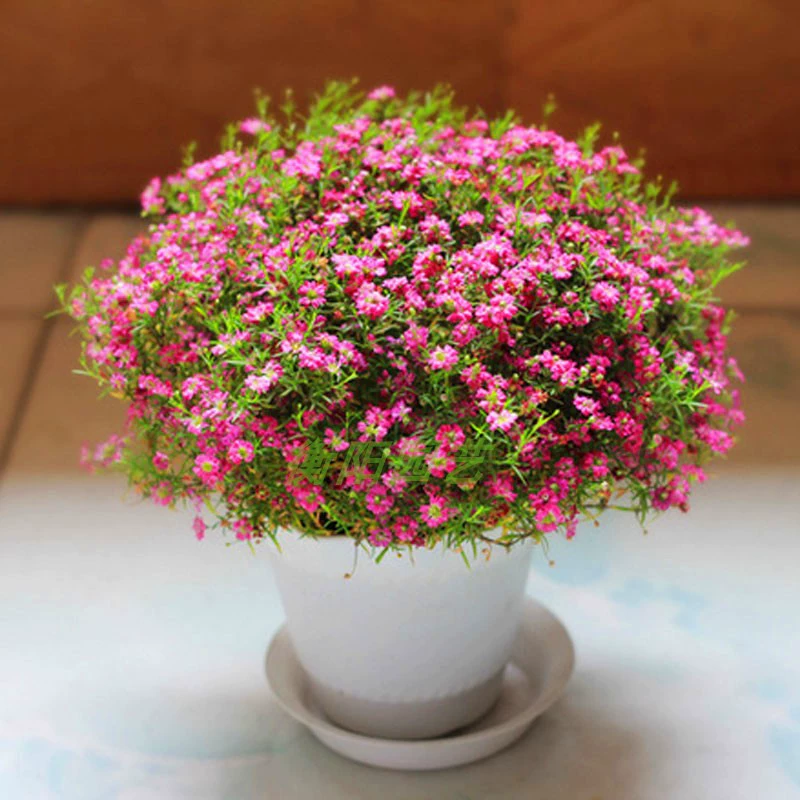 Семена четырехлистных цветов Lucky Star легко жить на балконе в горшке можно посеять четыре сезона садовые растения цветы