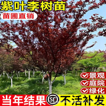 紫叶李子树苗新品种红叶李子苗南北方庭院别墅行道树耐寒当年结果