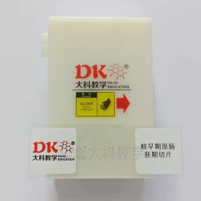 蛙早期原肠切片2