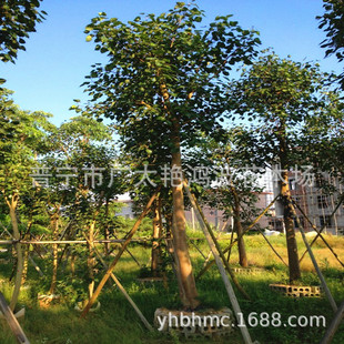 �V�|�Ռ��Ř䡢˼�S���������~��ֲ��Ǽ�ȫ�ڴ��������繤����
