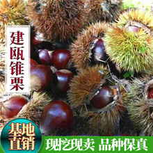 ���T�F�����������A�����������F����������Ե��Ԯ���Y������