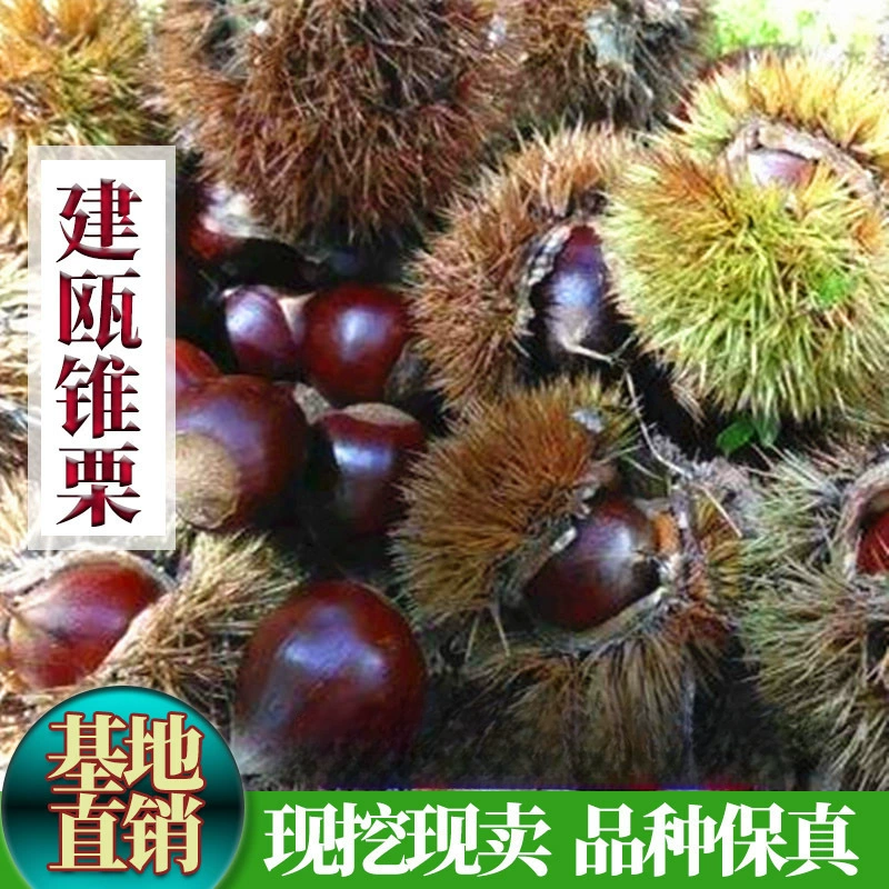 Саженцы конусного каштана Jian'ou, саженцы каштана, саженцы каштана с круглыми кончиками, саженцы масляного конусного каштана, горшечные и почвенные саженцы, урожай которых в том же году.