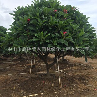 ����ֱ�N �D�c�� �S���L� �S�� �u���� �F��ľ �S���е���