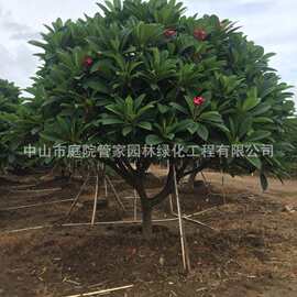 基地直销 腊肠树 黄花风铃 黄槿 鸡蛋花 铁刀木 黄花行道树