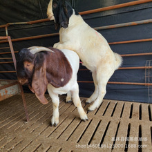 �F�ڎ״��Ĳ���ɽ�������m������ �Ĳ���ɽ���Bֳ��