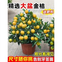 ��Ƥ��۹��ڎ��������ļ��������Կ�ʳ�ú��B�׻��҃��̨ˮ����