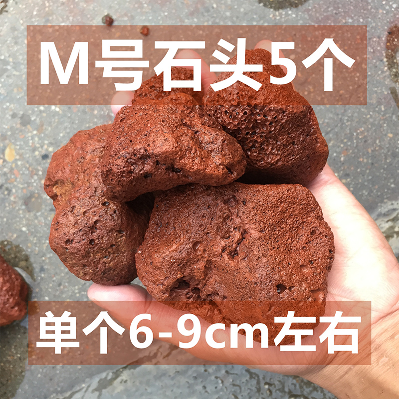 화산석 5호 심기