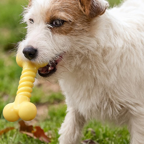 Qmonster Dog Bone Toy Durable Chewing Teeth Small Dogs TRP Safe and Environmentally Friendly Pet Supplies 