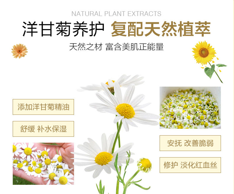 洋甘菊电祥_06