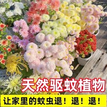 xջNļû҃ļ_̫ꖻҰMϷN