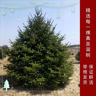 ���}�Q����������������}�Q��Ų���ɼ�������}�Q��Gֲ�����