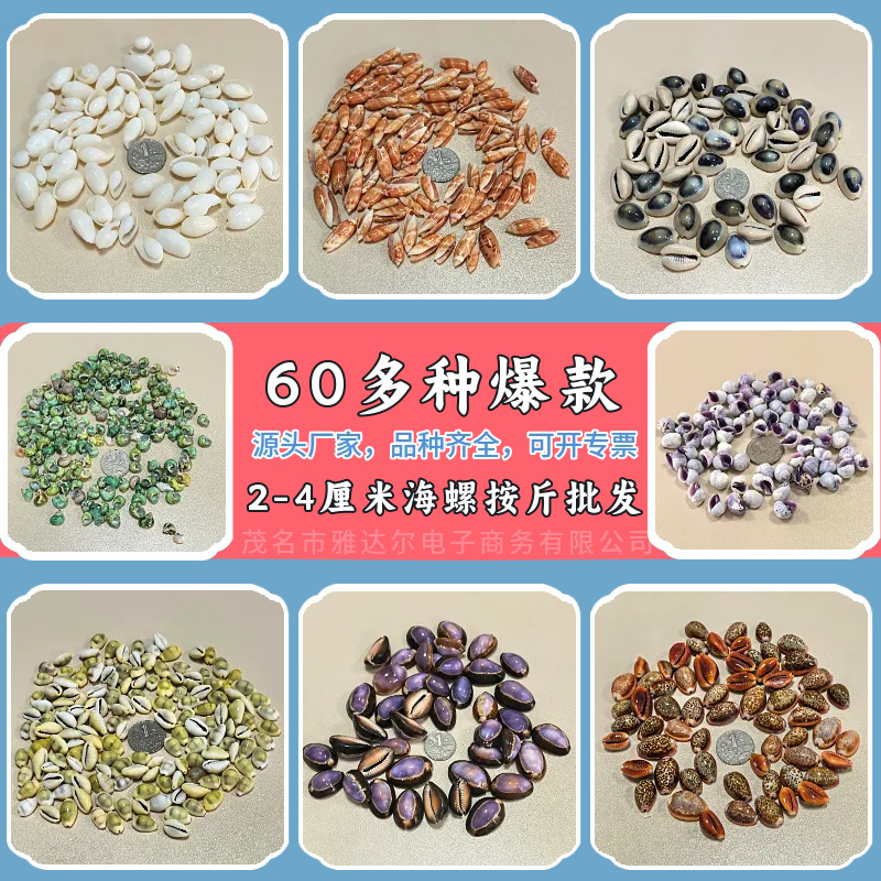 粤洋贝艺2-4cm天然海螺贝壳寄居蟹替换壳鱼缸造景手工DIY