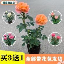 玫瑰花苗花卉盆栽带花苞室内外四季开花植物特大花月季老桩蔷薇树