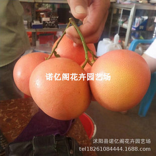 ����̨������������t��ʯ���֘���t�������箔������������