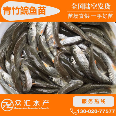 Fry Spinibarbus glabrata seedlings Military fish fry Huang Juan fry Of large number wholesale whole country Deliver goods