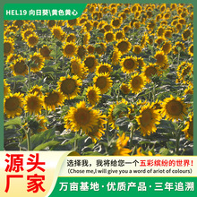 向日葵种子家用阳台盆栽 四季开花耐寒易活 儿童亲子种植蔬菜花卉