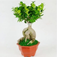 四季常青耐寒榕树造型树桩盆景苗室内植物人参榕小叶榕树盆栽绿植