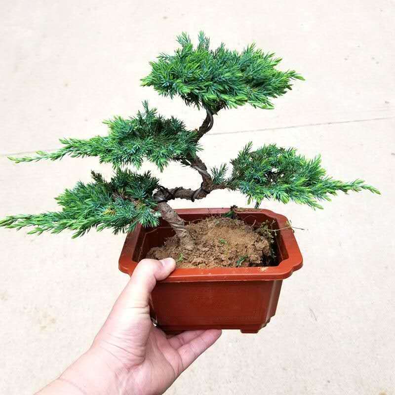 迎客松盆景造型盆栽松树地柏苗耐寒办公室内庭院景观绿植四季常青