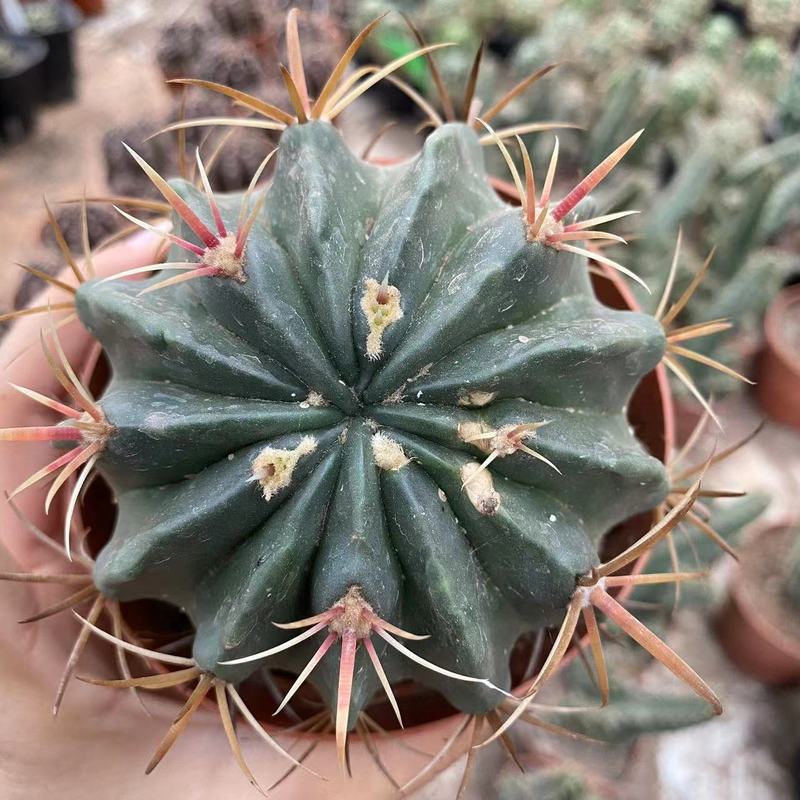 大仙人球コレクション、鉢植えの開花仙人掌、多肉植物、星兜瑞昌玉、玉龍鳳玉、玉翁|undefined