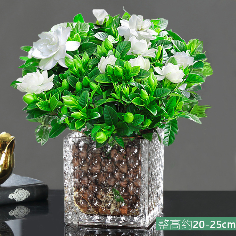 새싹이있는 중간 치자 나무 [비드 스퀘어 실린더 + Ceramsite] + 영양 솔루션