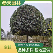 ��� �������l �߶�8~20���ֿ��x �𻨘乤�̘���ع���ֱ�N