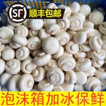 ���r��Ģ��Ģ���p�߹�ɽ�|���جFժ250����S���]Ĭ�J�ȫ�곣��