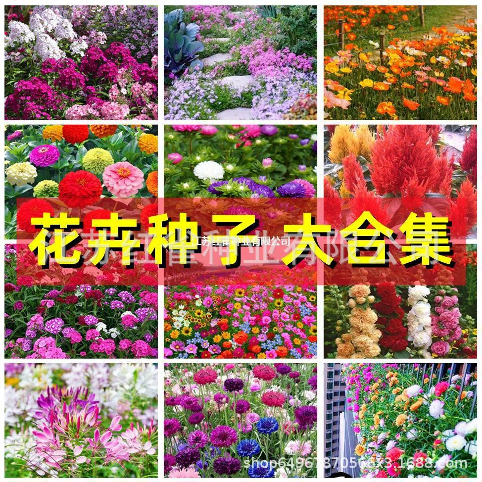 Цветочные семена Цветочный подсолнух многолетний круглый сезон цветущий космос цинний цветок пион мяты дикий цветок комбинированный фиолетовый жасмин