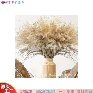 跨境软毛拂尘天然干花永生花小芦苇 插花配材插花家居装饰
