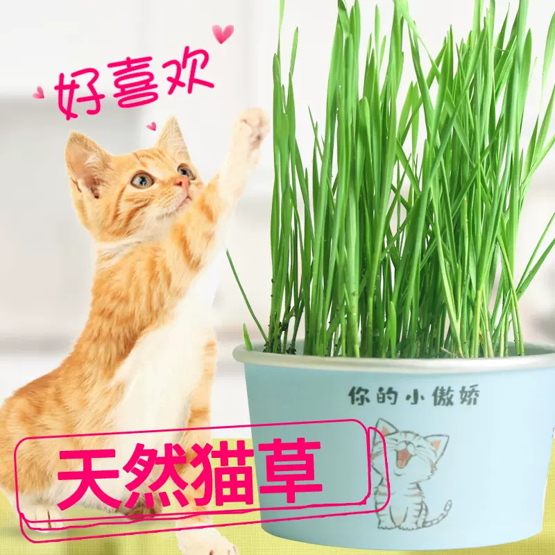 宠妈咪猫草猫罐头水培种植套装盆栽幼猫草片猫薄荷猫咪零食用品