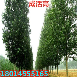 批发白杨树苗 107速生杨 白杨树小苗速生白杨不带花絮植树造林苗