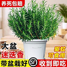 �Ե������Կ�ʳ�õ����b������þGֲ���r���������ţ���ú���