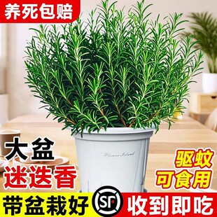 �Ե������Կ�ʳ�õ����b������þGֲ���r���������ţ���ú���