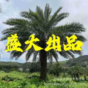 Fujian Middle East Sea Date Base Jiangxi Silver Sea Date Tree Price Zhejiang Middle East Sea Date Tree Height 1- 7m