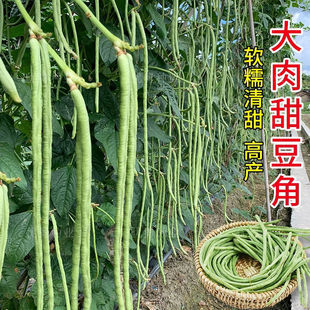 ����Ŵ���𶹽ǷN�Ӷ��ǷN�Ӹ߮a����Ʒ�N�׷N������N�߲˷N��