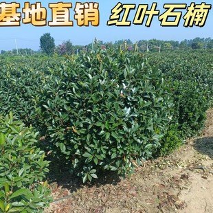 �t�~ʯ���һ���ļ������~���t���棬���e˹