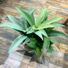 ����ֲ��[��С���Զ���Gֲ�����mֲ�����J�C